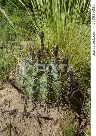 Cactus in calden forest landscape, La Pampa province, Patagonia, Argentina. 138939880
