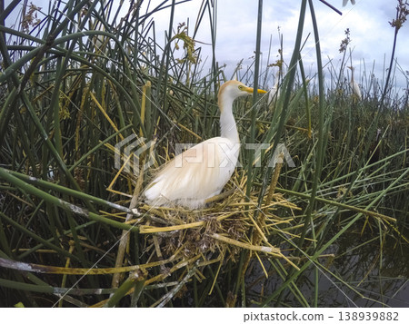 Cattle Egret, Bubulcus ibis, nesting, La Pampa Province, Patagonia, Argentina Cattle Egret, Bubulcus ibis, nesting, La Pampa Province, Patagonia, Argentina 138939882