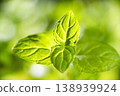 fresh mint leaves 138939924