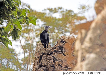 Black vulture on rock tropical forest 138939943