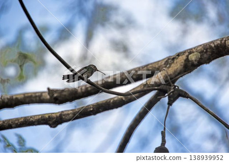 Hummingbird perched on thin branch in Panama Hummingbird perched on thin branch in Panama 138939952