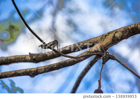 Hummingbird resting on branch in tropical forest Panama Hummingbird resting on branch in tropical forest Panama 138939953