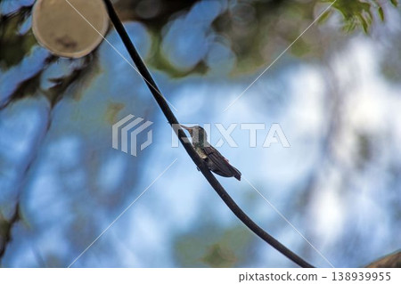 Rufous tailed hummingbird perched on branch Panama 138939955