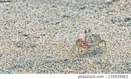 Ghost crab on sandy beach Panama Ghost crab on sandy beach Panama 138939963