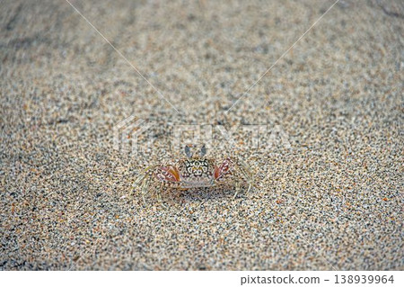 Small crab on sandy beach Panama Small crab on sandy beach Panama 138939964
