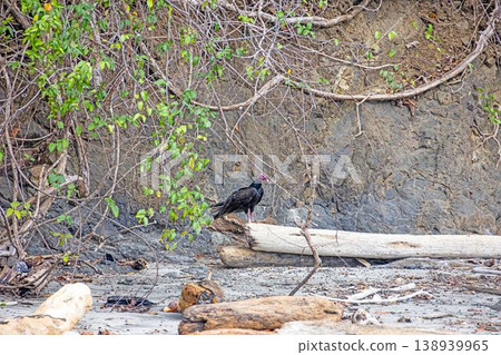 Turkey vulture standing on driftwood beach in Panama 138939965