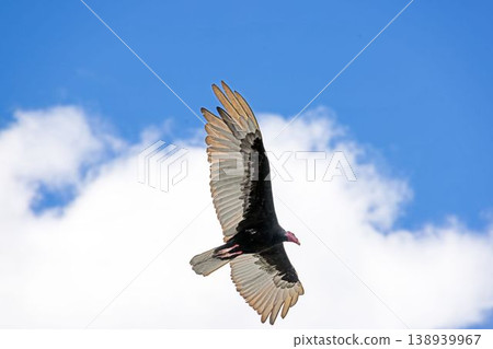 Turkey vulture soaring in blue sky 138939967