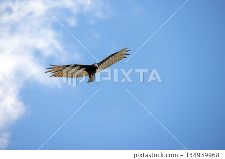 Turkey vulture wide wings flight 138939968