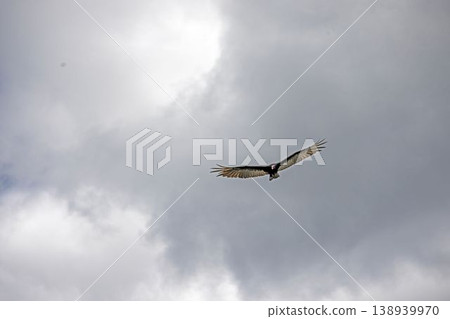 Turkey vulture soaring in cloudy sky Panama 138939970
