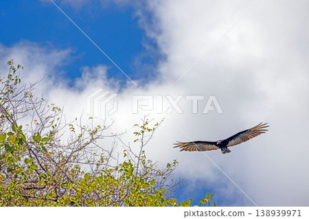 Turkey vulture soaring over forest Panama Turkey vulture soaring over forest Panama 138939971