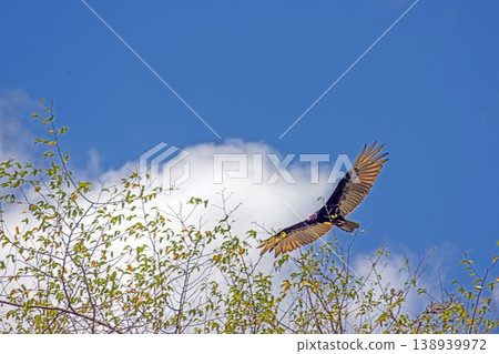 Turkey vulture flying over forest Panama 138939972