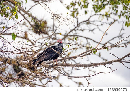 Black vulture perched on tree in Panama 138939973