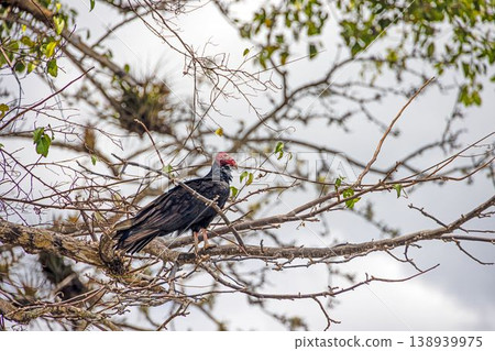 Black vulture perched on tree in Panama 138939975
