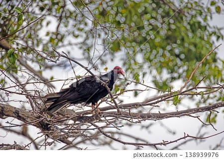 Turkey vulture portrait on branch in Panama Turkey vulture portrait on branch in Panama 138939976