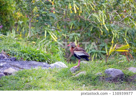 Black bellied whistling duck on grass Panama Black bellied whistling duck on grass Panama 138939977