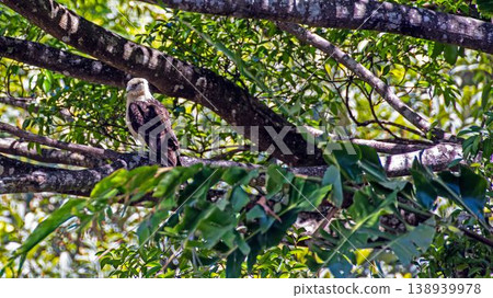 Tropical bird perched in rainforest Tropical bird perched in rainforest 138939978
