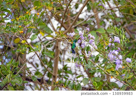 Green hummingbird feeding on flowers Panama Green hummingbird feeding on flowers Panama 138939983