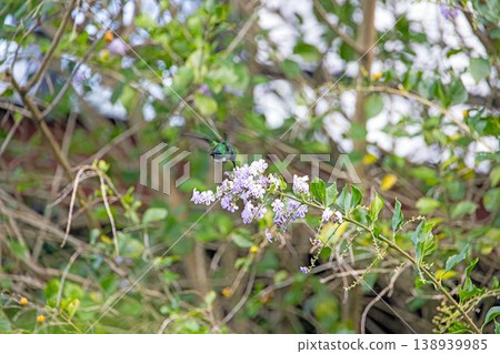 Green hummingbird feeding on purple flowers Green hummingbird feeding on purple flowers 138939985