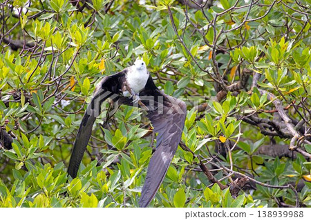 Frigatebird spreading wings on mangrove tree Panama Frigatebird spreading wings on mangrove tree Panama 138939988