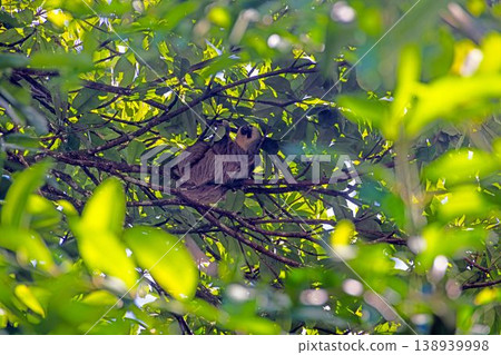 Sloth resting in tree Panama Sloth resting in tree Panama 138939998