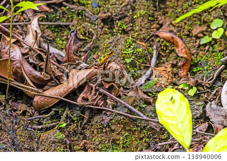 Green and black poison dart frog in Panama 138940006