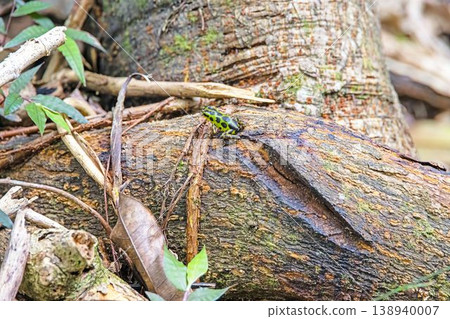 Green and black poison dart frog on forest floor Green and black poison dart frog on forest floor 138940007