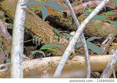 Green spotted frog on forest floor 138940008