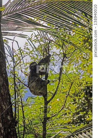 Sloth climbing in tropical tree in Panama Sloth climbing in tropical tree in Panama 138940010