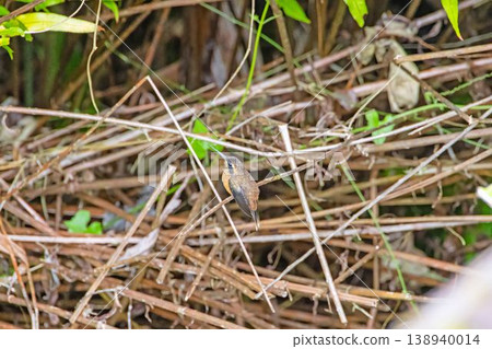 Small hummingbird on dry branches Small hummingbird on dry branches 138940014