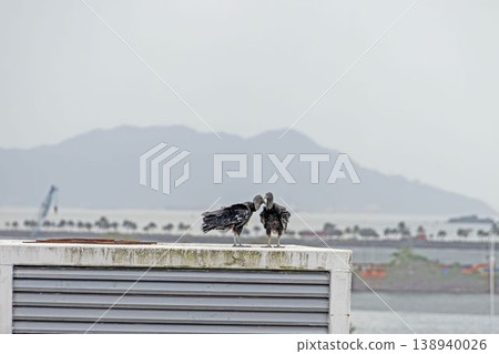 Black vultures resting on rooftop Panama coast 138940026