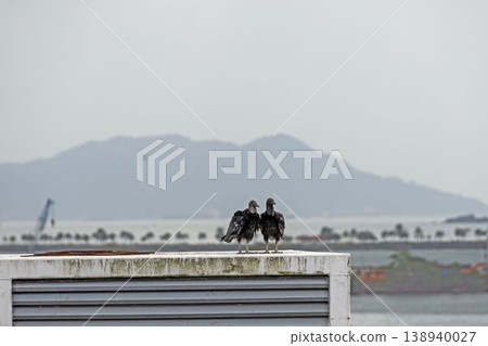 Two vultures on rooftop Panama city 138940027