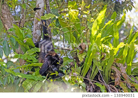 Howler monkey with baby in rainforest tree Panama Howler monkey with baby in rainforest tree Panama 138940031