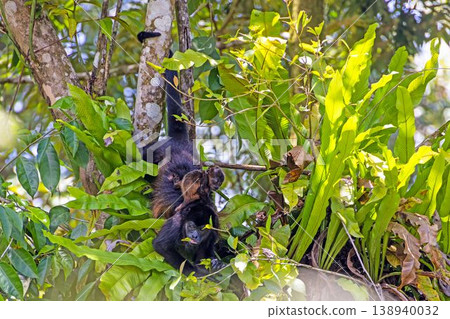 Howler monkey family resting in tropical tree canopy Howler monkey family resting in tropical tree canopy 138940032