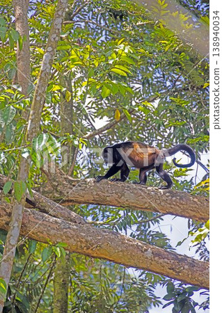 Howler monkey walking on branch Panama Howler monkey walking on branch Panama 138940034