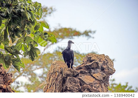 Black vulture on rock Panama 138940042