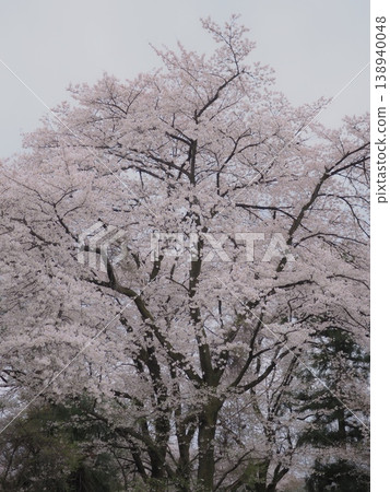 陰天的早晨 (afli20260404061643) 陰天的早晨 (afli20260404061643) 138940048