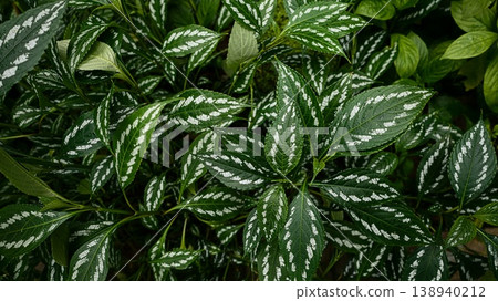 Pilea (Aluminum Plant) Pilea (Aluminum Plant) 138940212