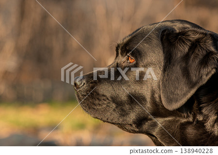 Profile of a black Labrador Retriever dog on a nature background. Profile of a black Labrador Retriever dog on a nature background. 138940228