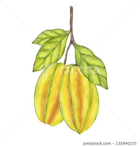 Watercolor Starfruit hanging from branch, green leaves foliage. Whole yellow tropical Averrhoa carambola or Bilimbi fruit. Botanical exotic star apple. Hand drawn illustration isolated background. 138940255