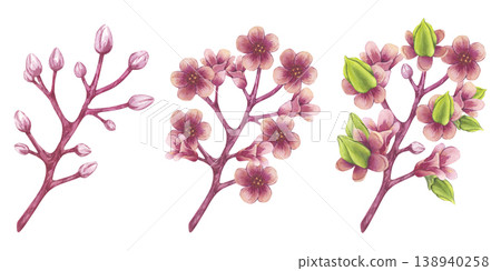 Blooming carambola tree branches banner. Pink flowers Starfruit Bilimbi. Watercolor botanical exotic star apple petals. Hand drawn illustration isolated on white background. For menu, recipes, logo Blooming carambola tree branches banner. Pink flowers Starfruit Bilimbi. Watercolor botanical exotic star apple petals. Hand drawn illustration isolated on white background. For menu, recipes, logo 138940258