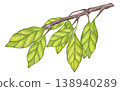 Olive green foliage, carambola branches. Leaf of plantation matcha tea, tobacco, cocoa, citrus. Botanical clipart. Hand drawn watercolor illustration isolated on white background. 138940289