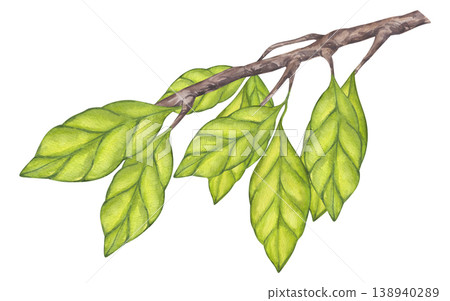 Olive green foliage, carambola branches. Leaf of plantation matcha tea, tobacco, cocoa, citrus. Botanical clipart. Hand drawn watercolor illustration isolated on white background. Olive green foliage, carambola branches. Leaf of plantation matcha tea, tobacco, cocoa, citrus. Botanical clipart. Hand drawn watercolor illustration isolated on white background. 138940289