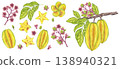 Starfruit watercolor banner set whole and slice yellow tropical fruit, leaves, flowers. Averrhoa carambola or Bilimbi. Botanical exotic star apple. Hand drawn illustration isolated white background 138940321