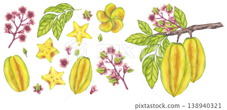 Starfruit watercolor banner set whole and slice yellow tropical fruit, leaves, flowers. Averrhoa carambola or Bilimbi. Botanical exotic star apple. Hand drawn illustration isolated white background Starfruit watercolor banner set whole and slice yellow tropical fruit, leaves, flowers. Averrhoa carambola or Bilimbi. Botanical exotic star apple. Hand drawn illustration isolated white background 138940321