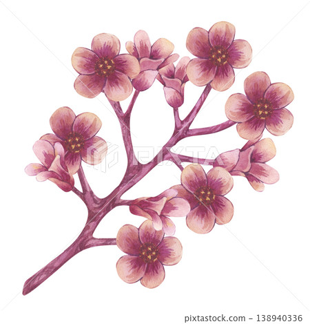 Blooming branch with pink flowers and buds. Starfruit or cherry, sakura, almond. Hand drawn illustration isolated on white background. Averrhoa carambola or Bilimbi. Botanical exotic star apple Blooming branch with pink flowers and buds. Starfruit or cherry, sakura, almond. Hand drawn illustration isolated on white background. Averrhoa carambola or Bilimbi. Botanical exotic star apple 138940336