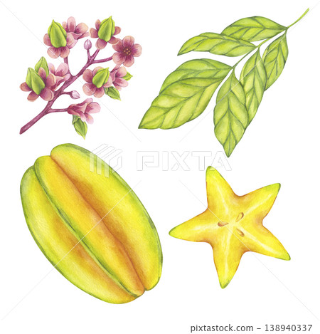 Starfruit watercolor set whole and slice yellow tropical fruit, leaves, flowers. Averrhoa carambola or Bilimbi. Botanical exotic star apple. Hand drawn illustration isolated on white background. Starfruit watercolor set whole and slice yellow tropical fruit, leaves, flowers. Averrhoa carambola or Bilimbi. Botanical exotic star apple. Hand drawn illustration isolated on white background. 138940337
