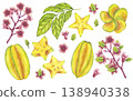 Starfruit watercolor banner set whole and slice yellow tropical fruit, leaves, flowers. Averrhoa carambola or Bilimbi. Botanical exotic star apple. Hand drawn illustration isolated white background 138940338