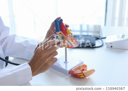 A life-size human heart anatomical model used for educational purpose. 138940367