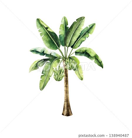 Realistic banana palm tree with branches of green bananas. Watercolor hand drawn palm tree. tropical fruit, Isolated illustration on transparent background. Perfect for tropical design projects. For 138940487