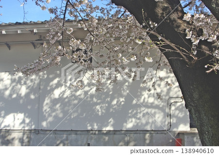 新田莊歷史博物館的春天(2022 年 4 月 1 日):櫻花盛開在牆上和櫻花樹上(原東茂歷史博物館)的剪影。 新田莊歷史博物館的春天(2022 年 4 月 1 日):櫻花盛開在牆上和櫻花樹上(原東茂歷史博物館)的剪影。 138940610